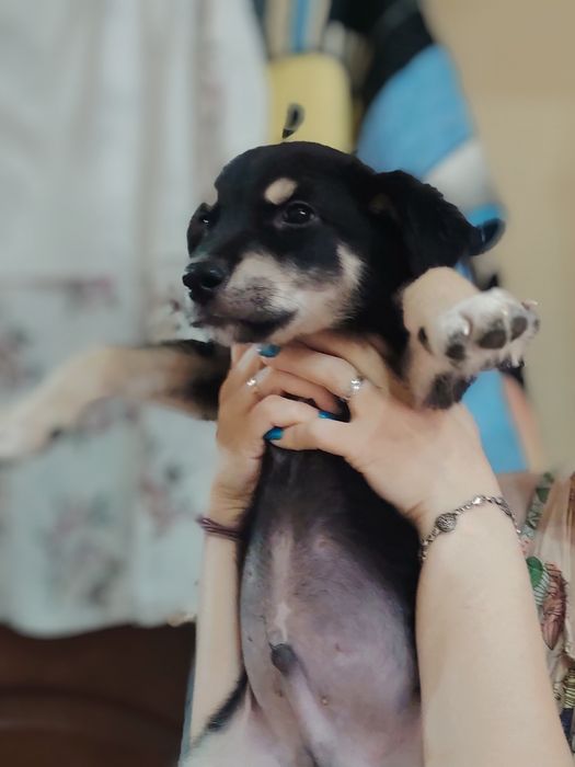 МАЙЛО! Мальчик. 4 месяца