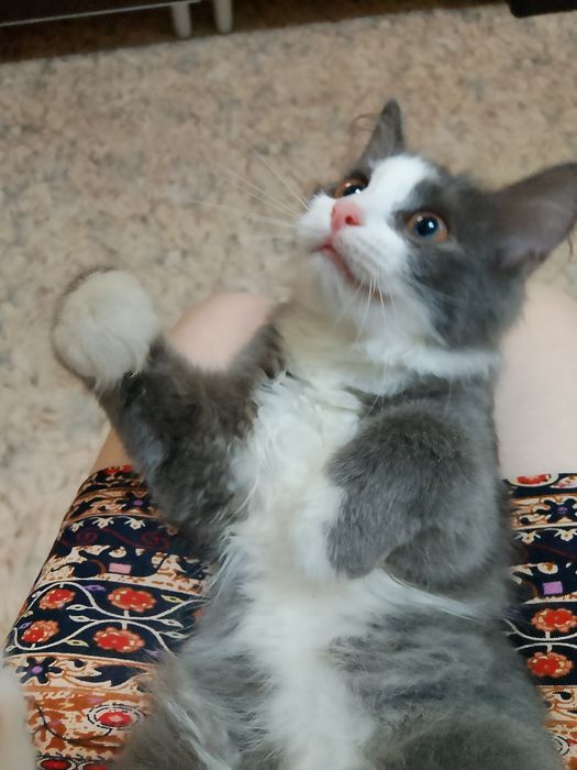 Отдам В добрые, надёжные руки