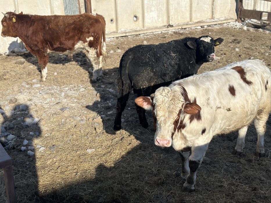 Продам быков на племя