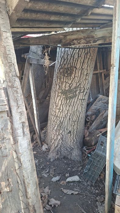 Спил дерева орех