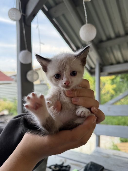 Отдам котят бесплатно