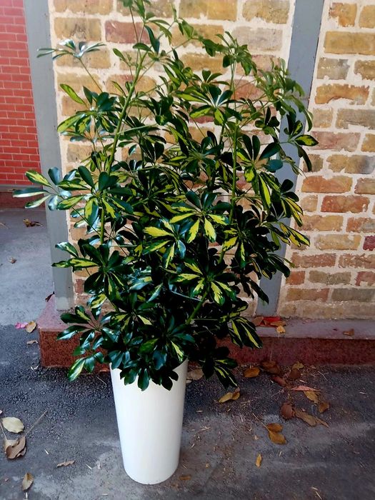 Офисные растения цветы