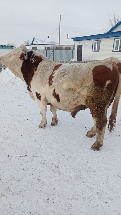 Бык производитель.