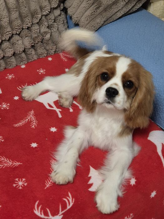 Cavalier king charles