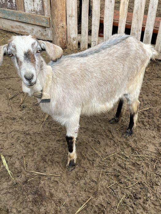 Альпи пародистый сауынды ешкі
