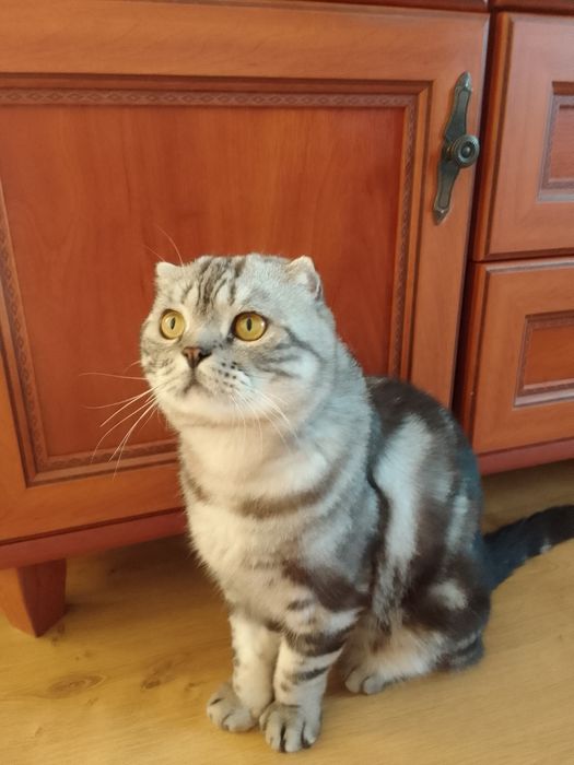 Отдам кота шотландский