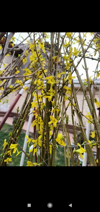 Бульдонеш.      вюшая р о за   .ПовлоняШтампова роза.    Инд ийский.Си