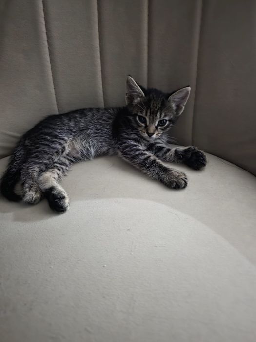 Отдам котенка даром