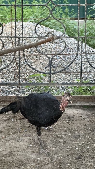 Индюшки самки продам