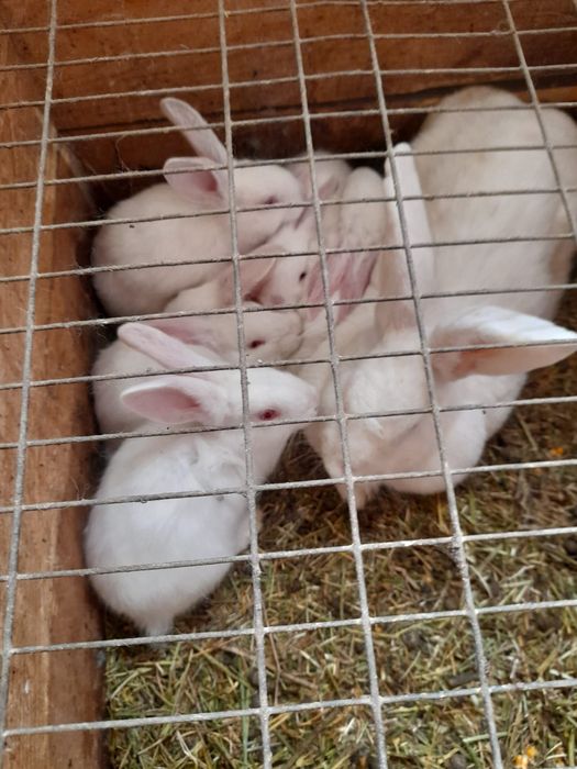 Vand iepuri  maturi si pui