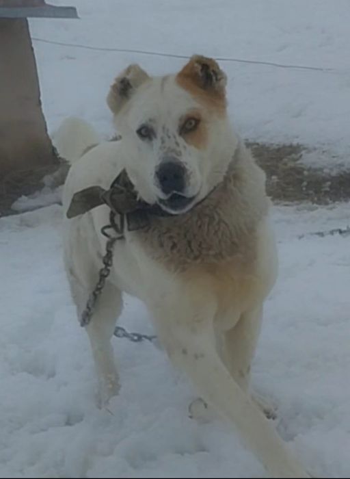 Продам щенков Тобета