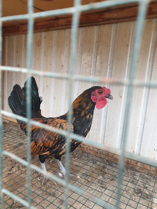 Срочно продаётся птицы все несут яйца