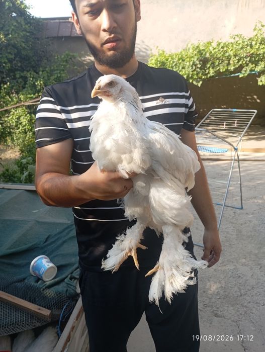 Birama tovuq xorozlari