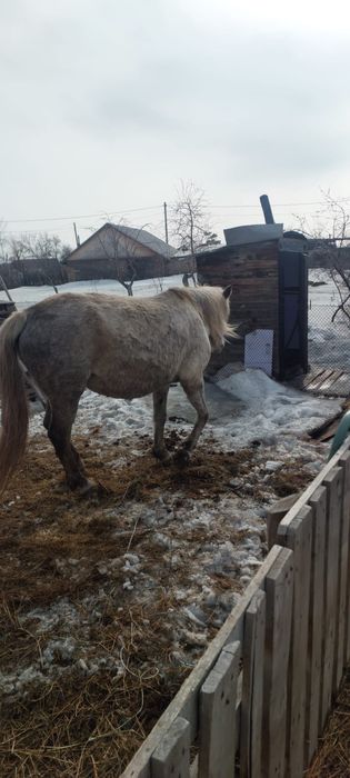 Продам кобылу жеребую