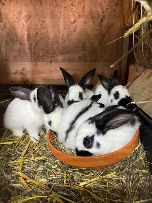 Fluturas German Urias