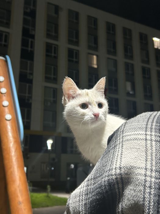 Хочу найти кошке дом!