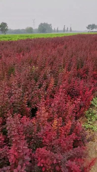 Qizil va Sariq barbaris ko'chatlari va urug'ilari sotiladi