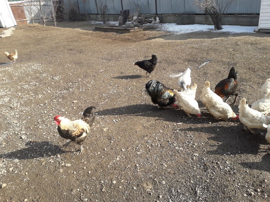 Продам домашних  разных петухов