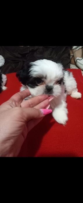 Puiuti de shihtzu