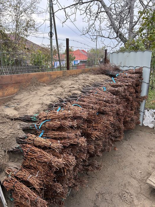 Butași Viță De Vie Certificați Anul 3 De Vegetație