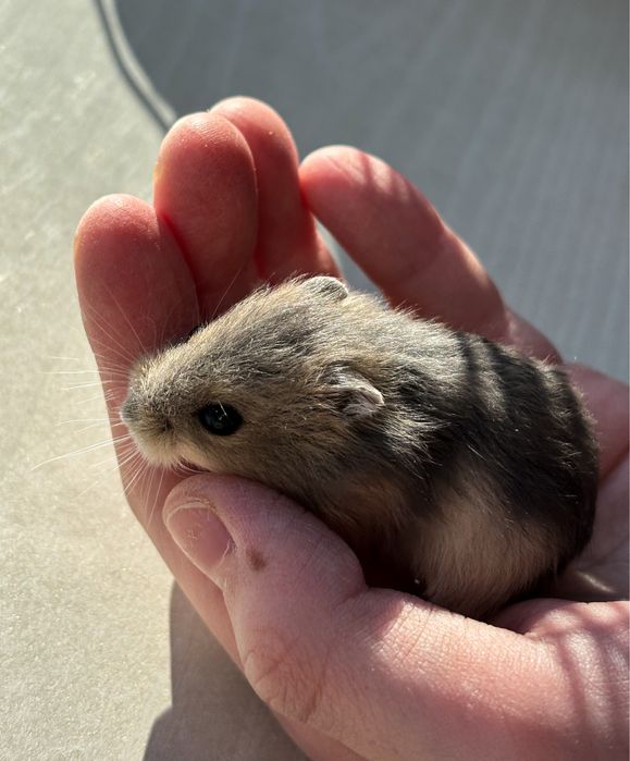 Джунгарские хомячки