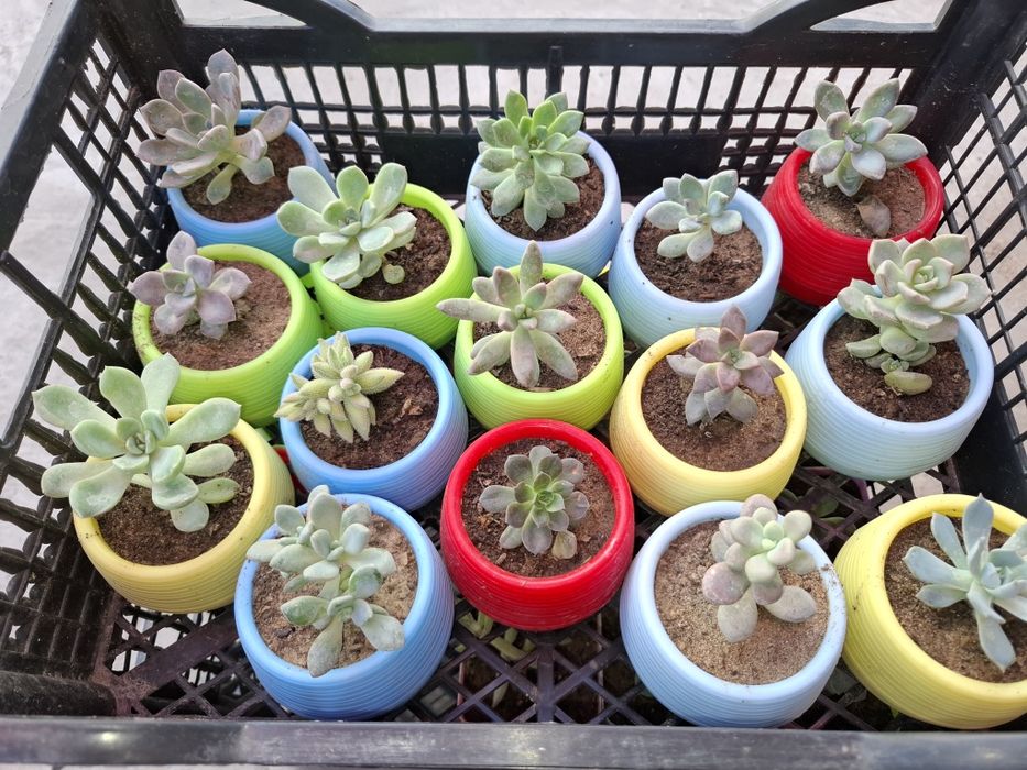 Каменные розы (суккуленты)