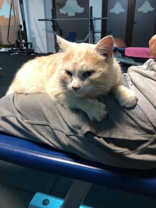 Donez motan foarte iubăreț