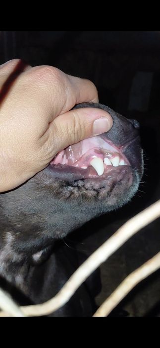 Питбуль (кобель 11 мес)