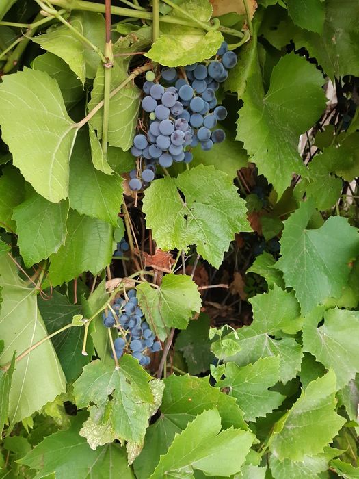 Продам Дачный Виноград