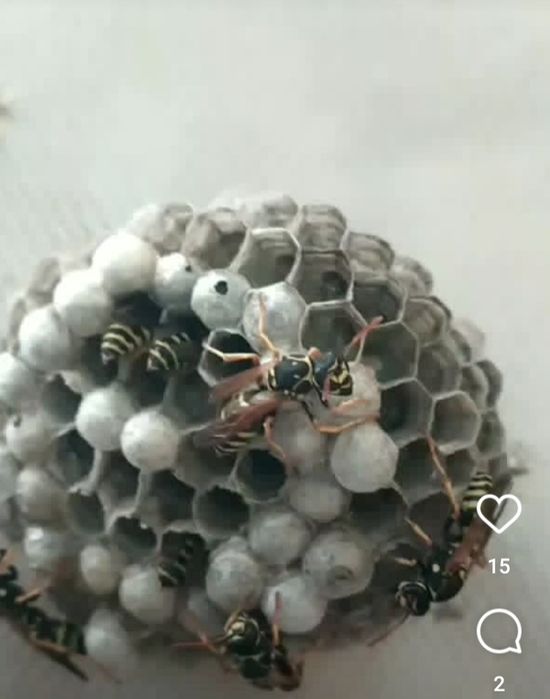 Осиное гнездо ара уясы