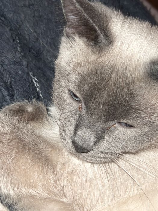 Вязка кошки ждет кота