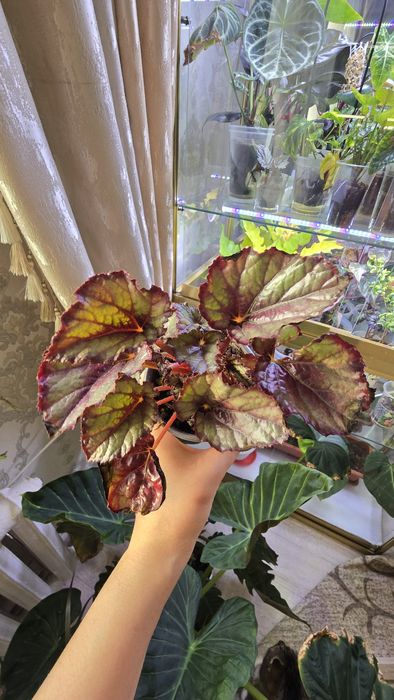 Продаю сортовые бегонии