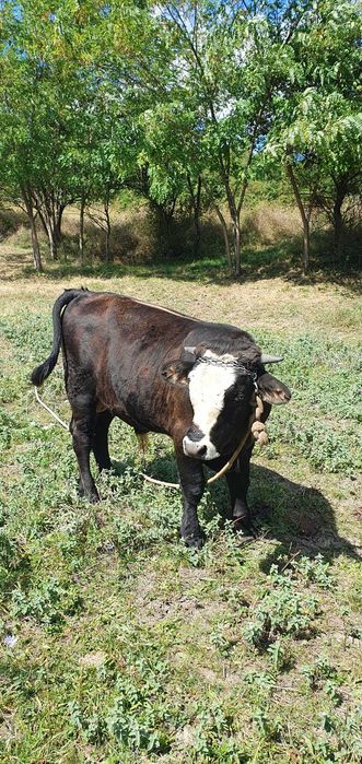 BOVINE - de vanzare vaca si vitel