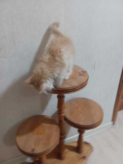 Котенок в добрые руки