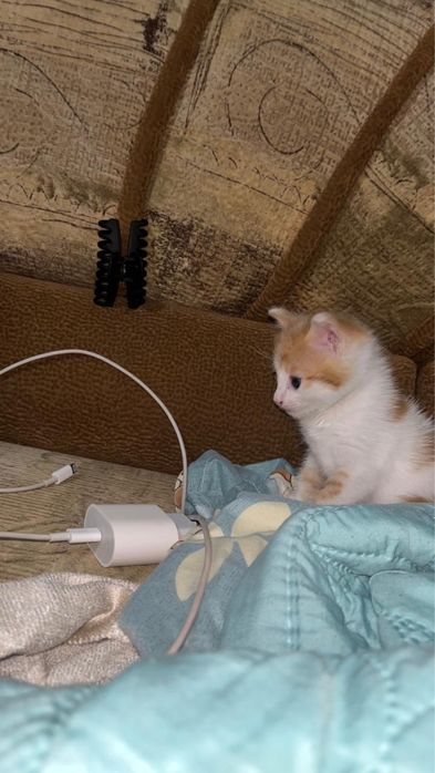 Котенок мальчик в хорошие руки