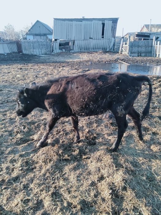 Продам годоволой теленка