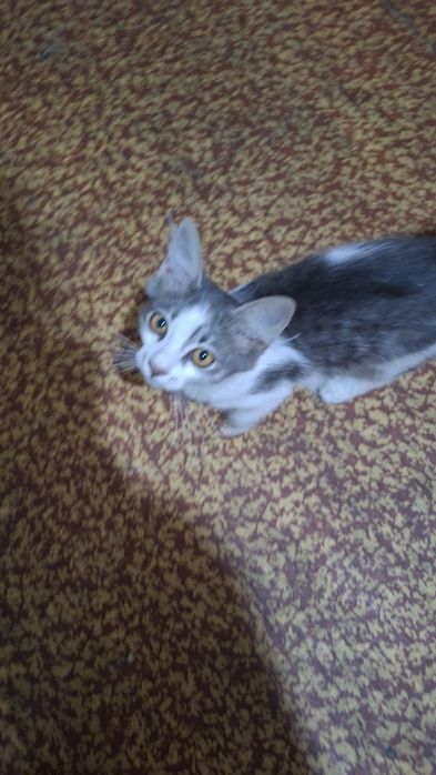 Отдам в хорошие руки котёнка