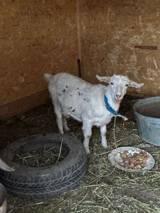 козы доиные.. молочные