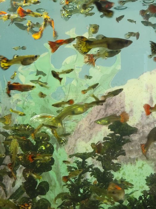 Аквариумные рыбки гуппи