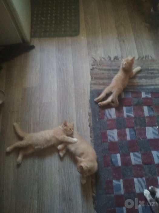 Отдам котят бесплатно