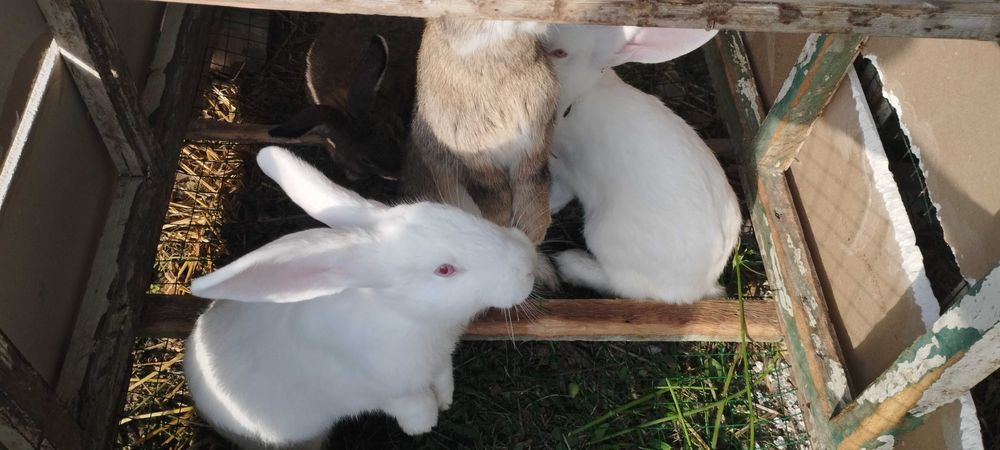 Quyonlar ayol erkak zotdor