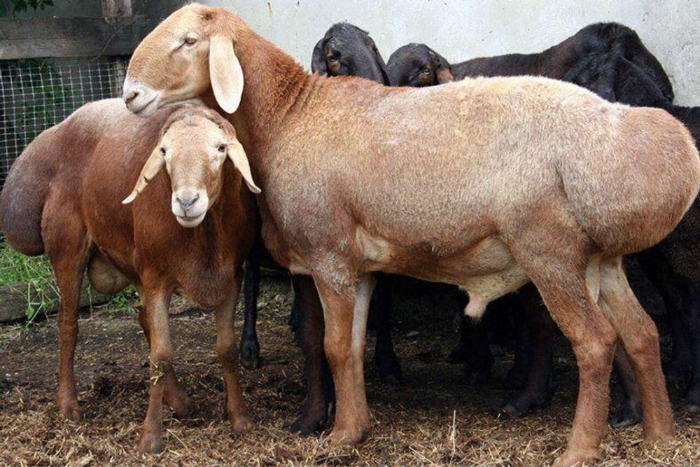 Qochqorlar qurbonlikka