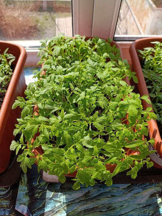 Продаётся рассада томатов