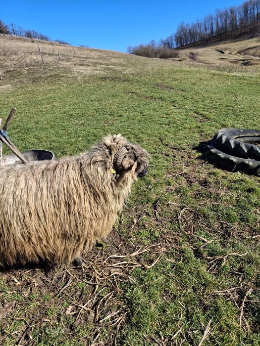 Vând Berbec Mior Bucălau