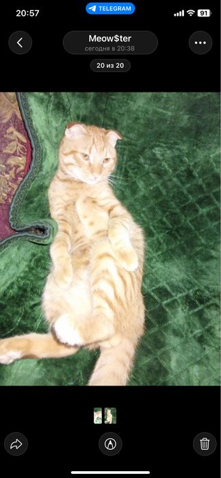 Koshki skotish fold metis 8 mesecev