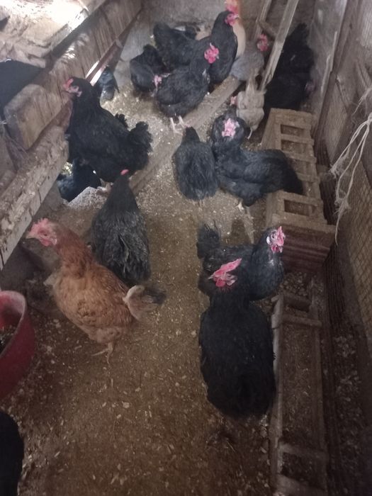 Домашный тауықтар