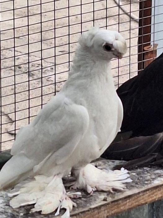 Продам Белых двух чубых голубей .самцы.плод 100%