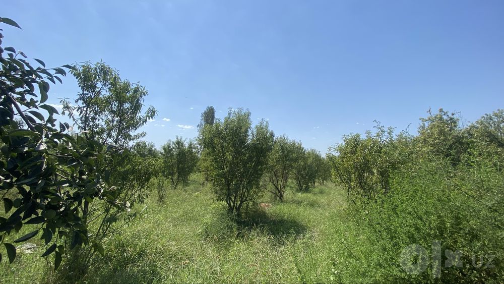 Namangan tuman mullakuding qishlog’i 35 sotik bodomzor