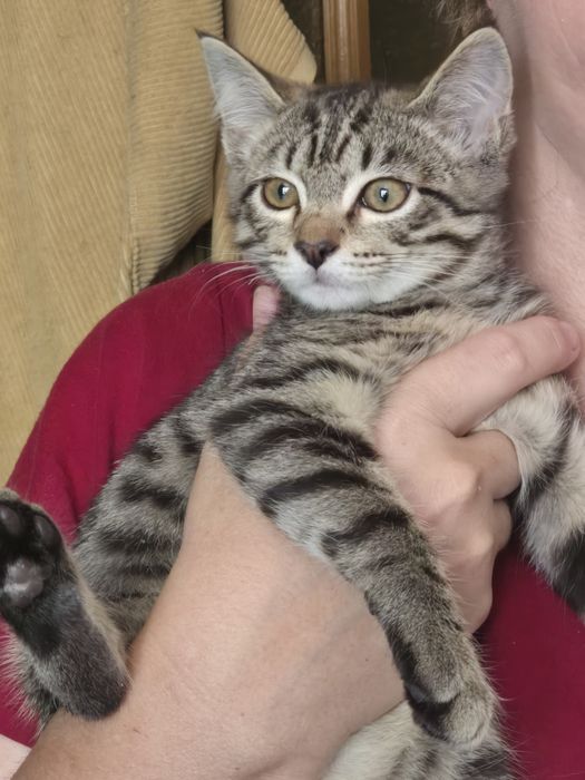 Котенок  в добрые руки