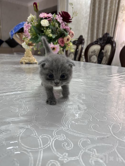 Продается котята